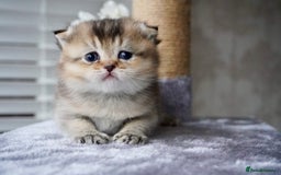 Munchkin cats for sale: Munchkin kittens - Advert 10