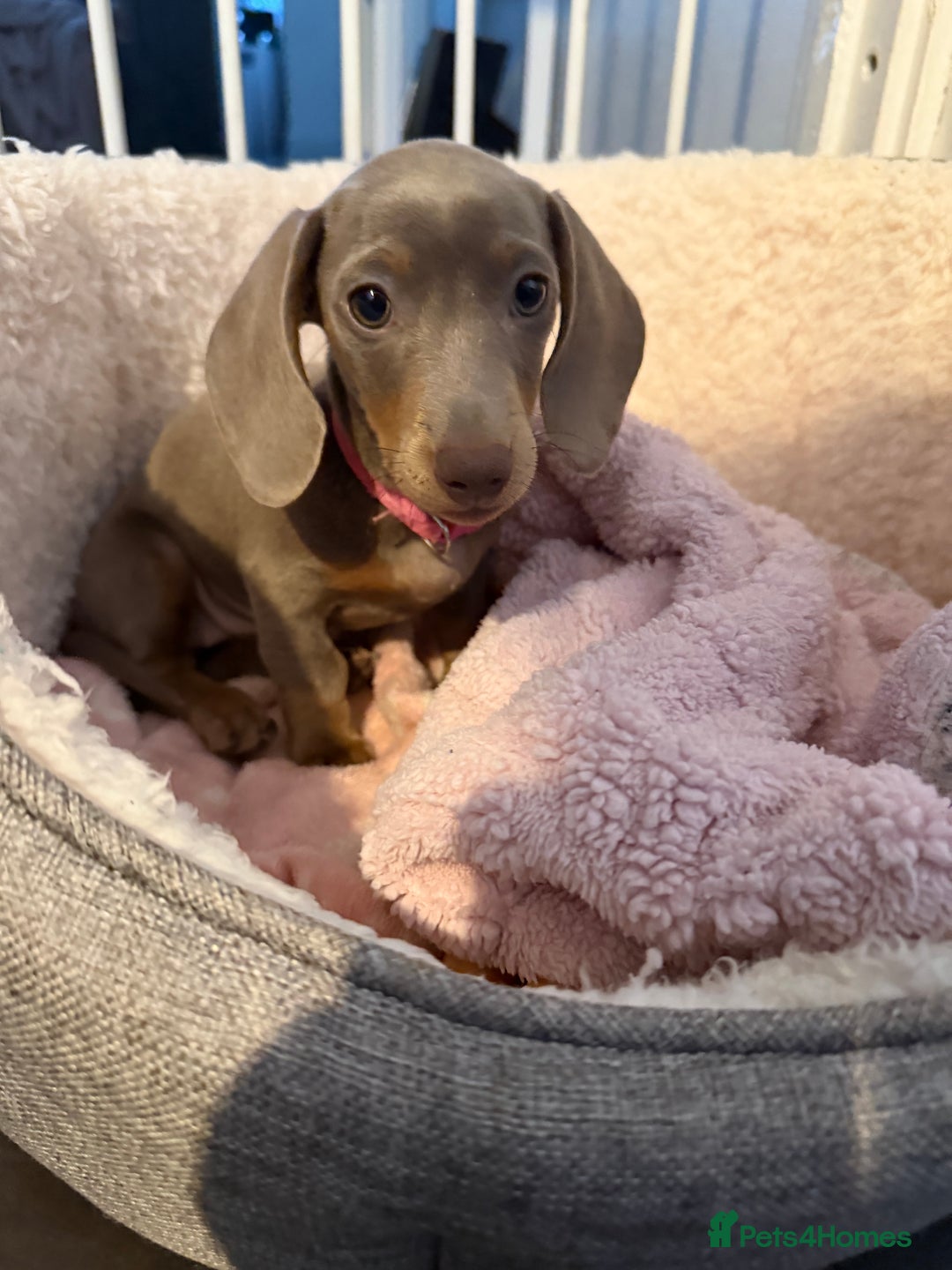 Miniature Dachshund dogs for sale: Miniature dachshund - Advert 4