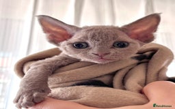 Devon Rex cats for stud: Beautiful Lilac Boy in Southampton - Image 10