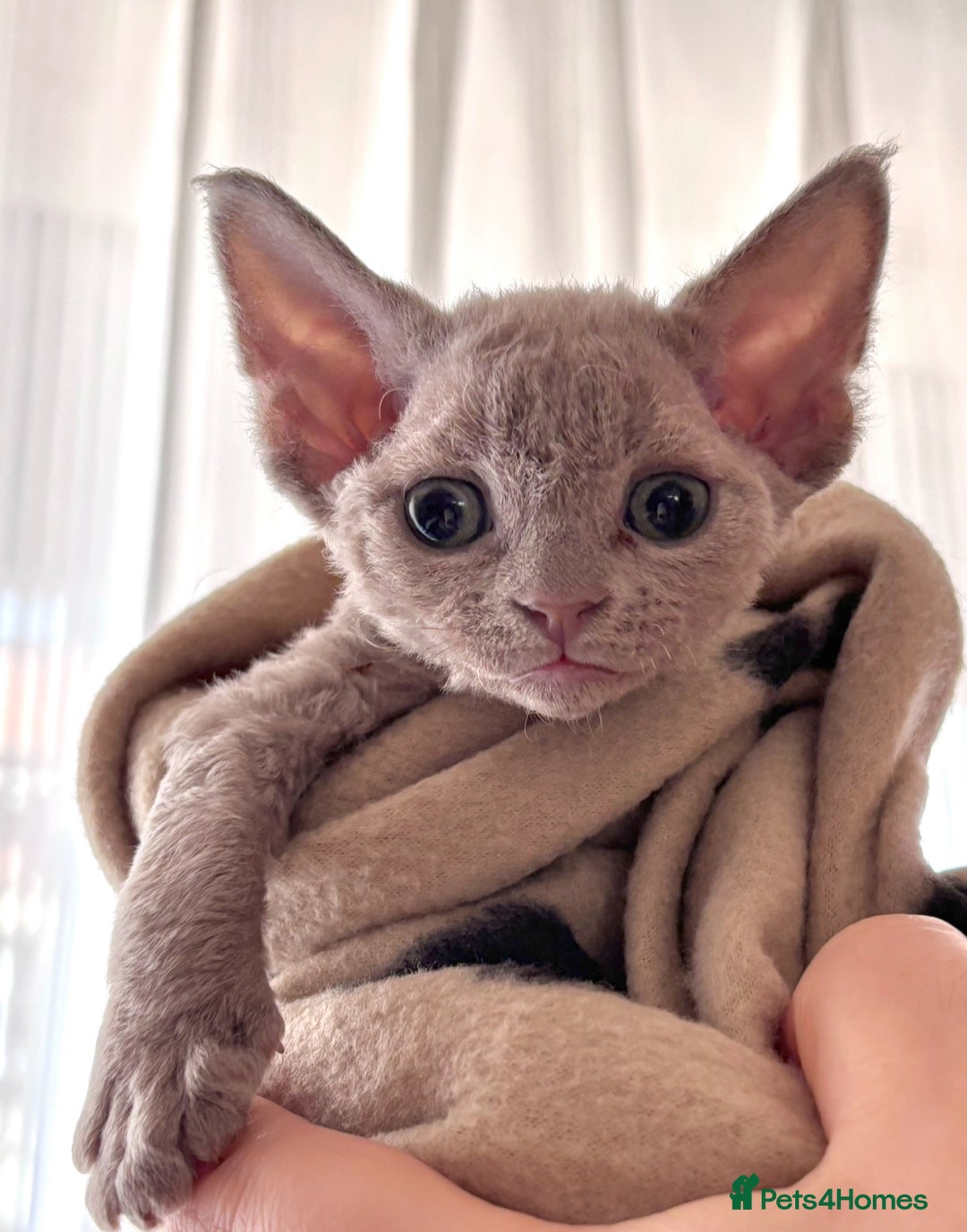 Devon Rex cats for stud: Beautiful Lilac Boy in Southampton - Image 10