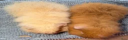Guinea Pig rodents for sale: Baby guinea pigs. Also young sows and boys  - Advert 7