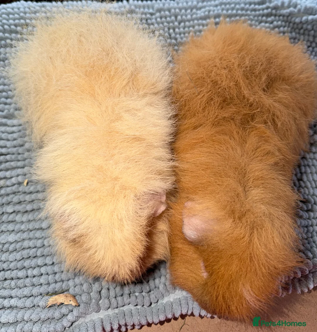 Guinea Pig rodents for sale: Baby guinea pigs. Also young sows and boys  - Advert 7