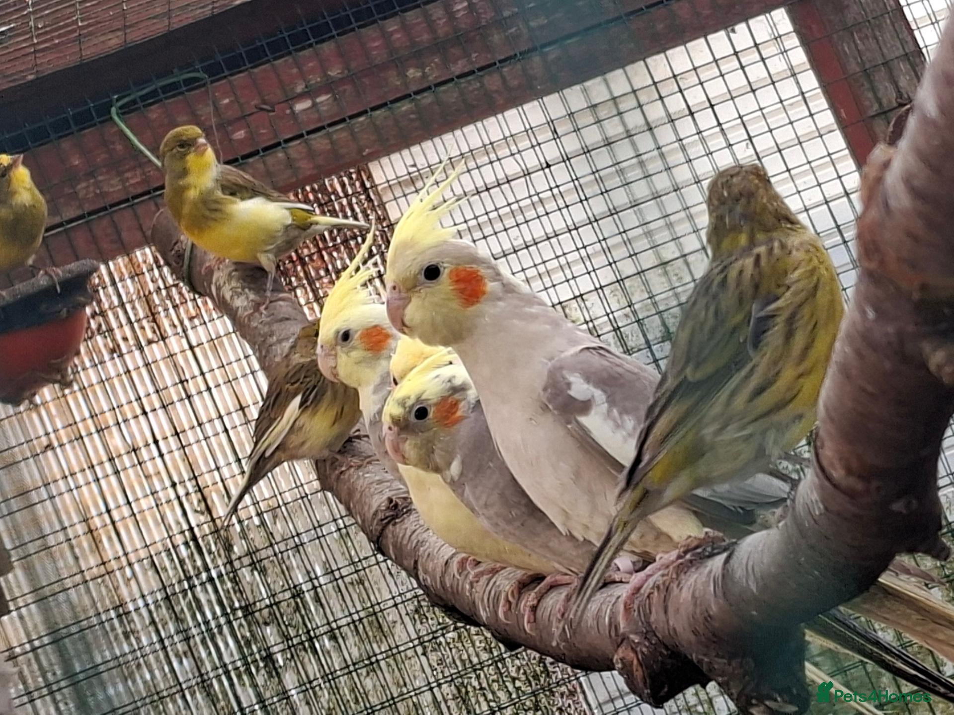 Cockatiels birds Cockatiels for sale - Advert 1