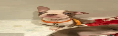Boston Terrier 5