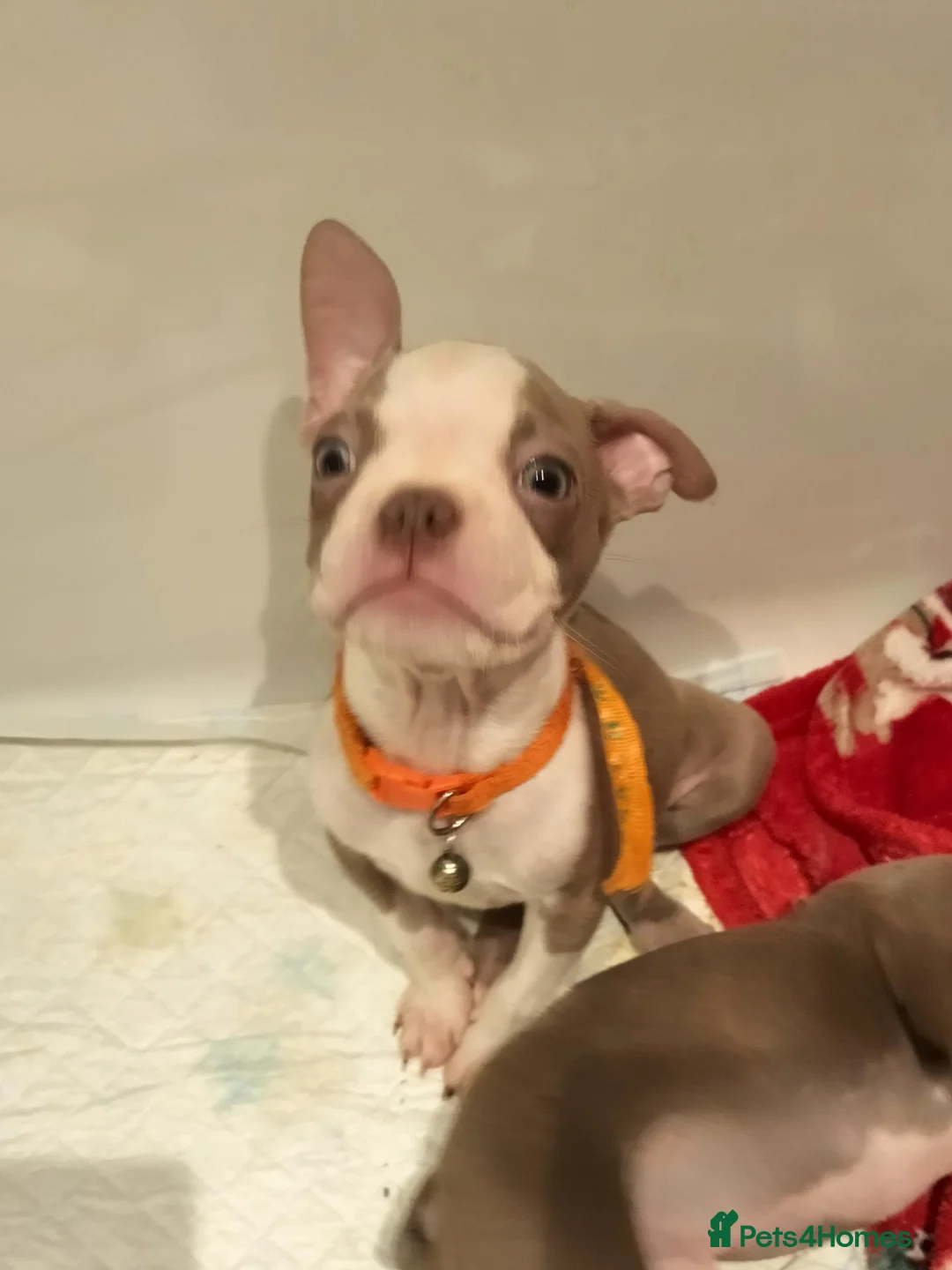 Boston Terrier dogs for sale: Boston Terrier  - Advert 2