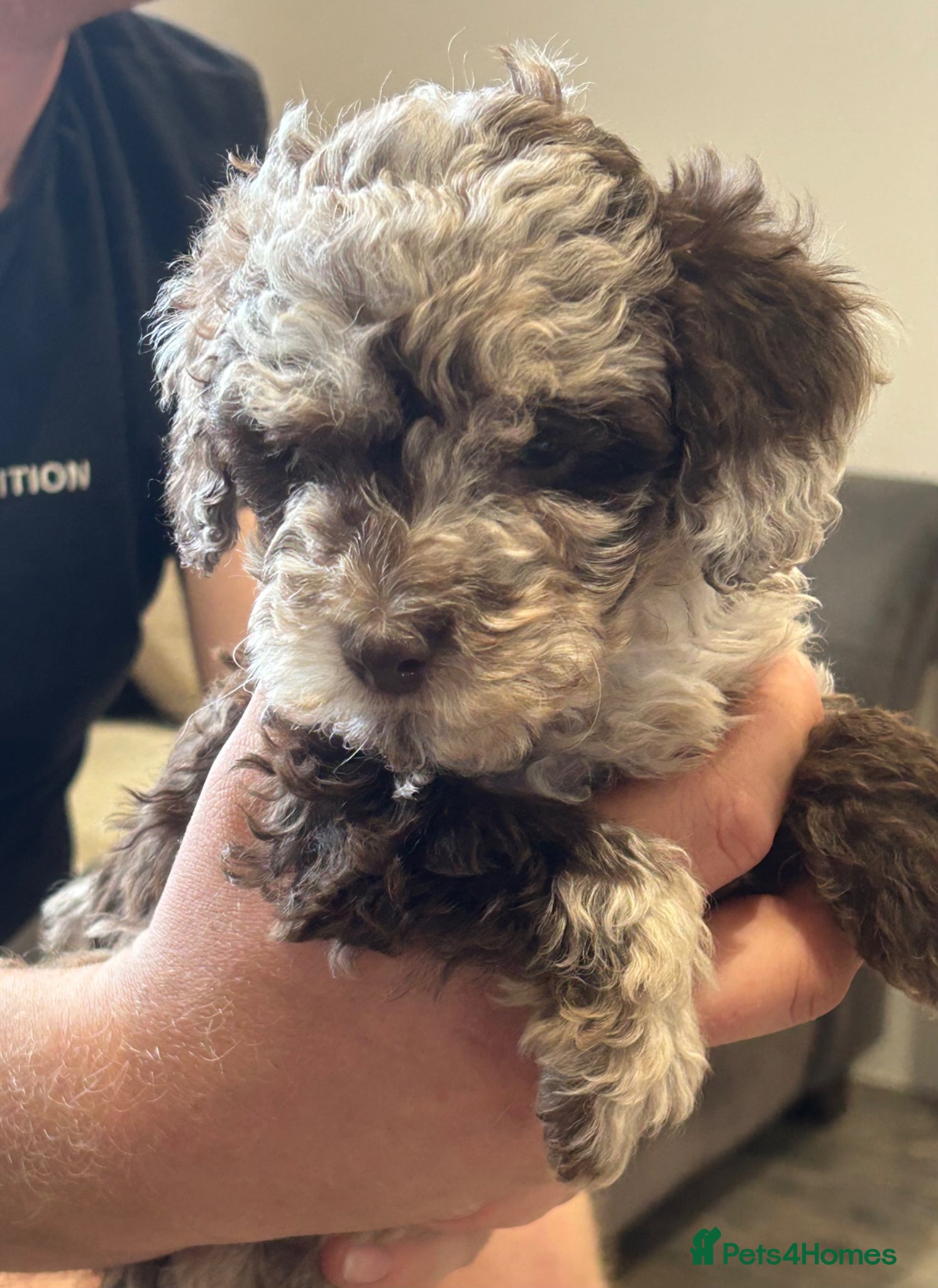 Miniature Poodle dogs **Reduced £800** Chocolate merl Miniature Poodles - Advert 17