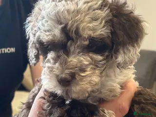 Miniature Poodle dogs **Reduced £800** Chocolate merl Miniature Poodles - Advert 17