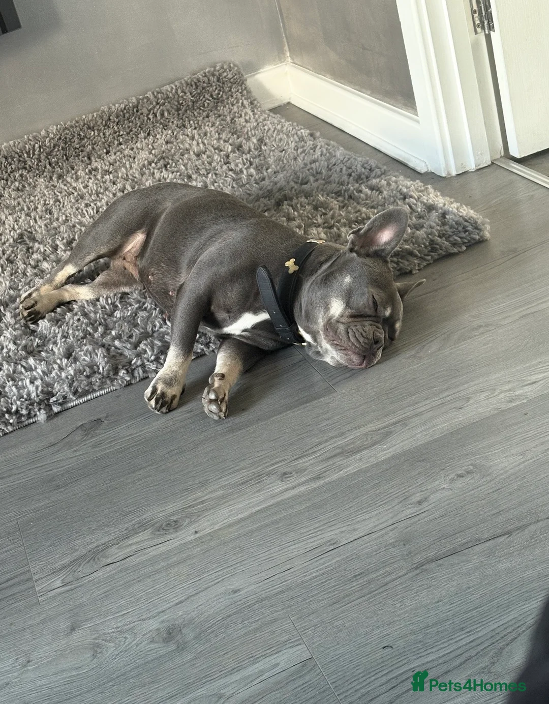 French Bulldog dogs for sale: Blue and Tan French bulldog bitch  - Advert 4