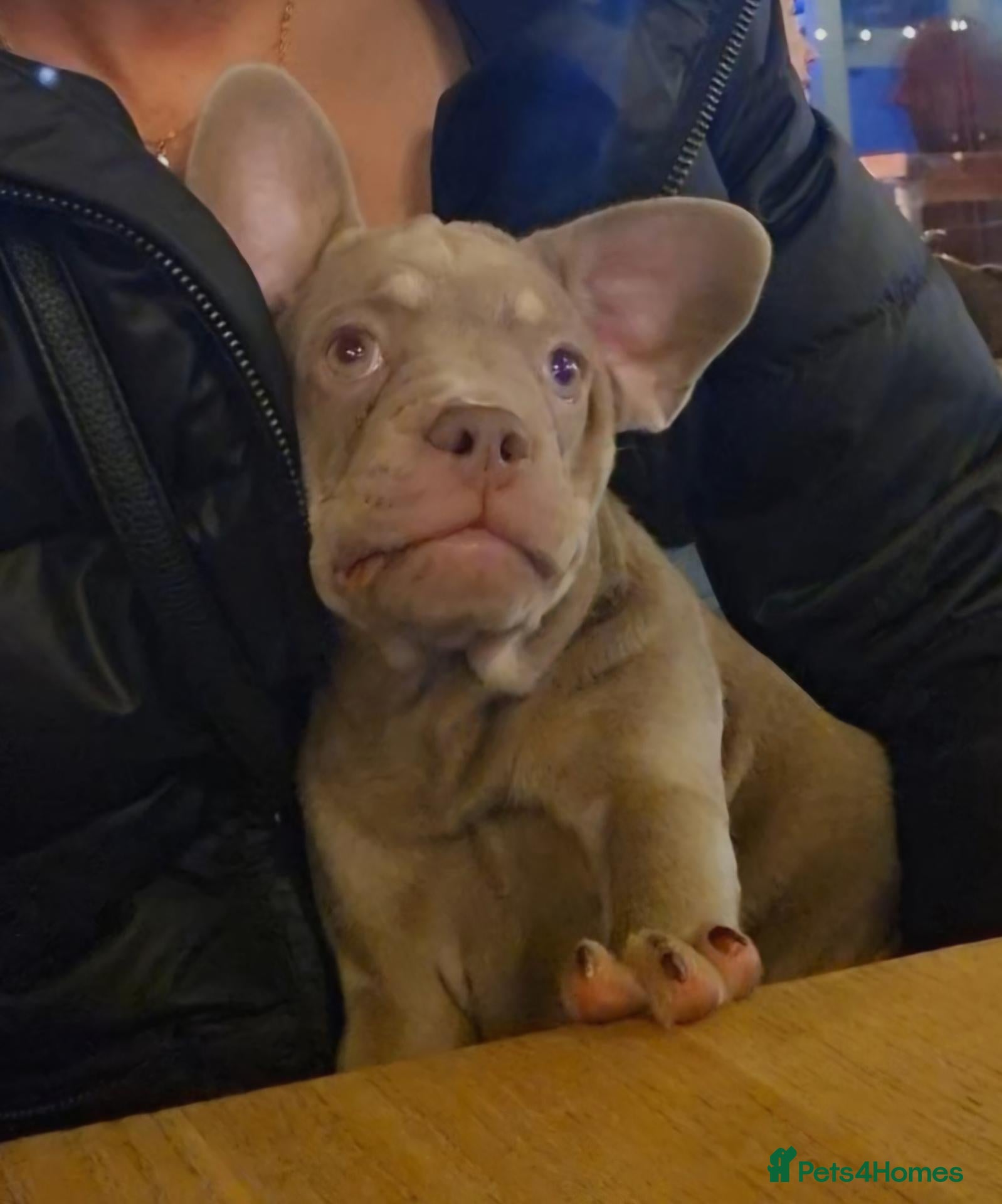 French Bulldog dogs PRICE DROP - Health Tested & Ready To Leave  - Advert 2