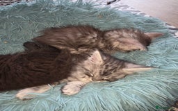 Maine Coon cats for sale: Xl Maine coon kittens  - Image 3