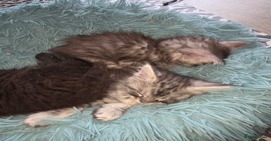 Maine Coon cats - Advert 14