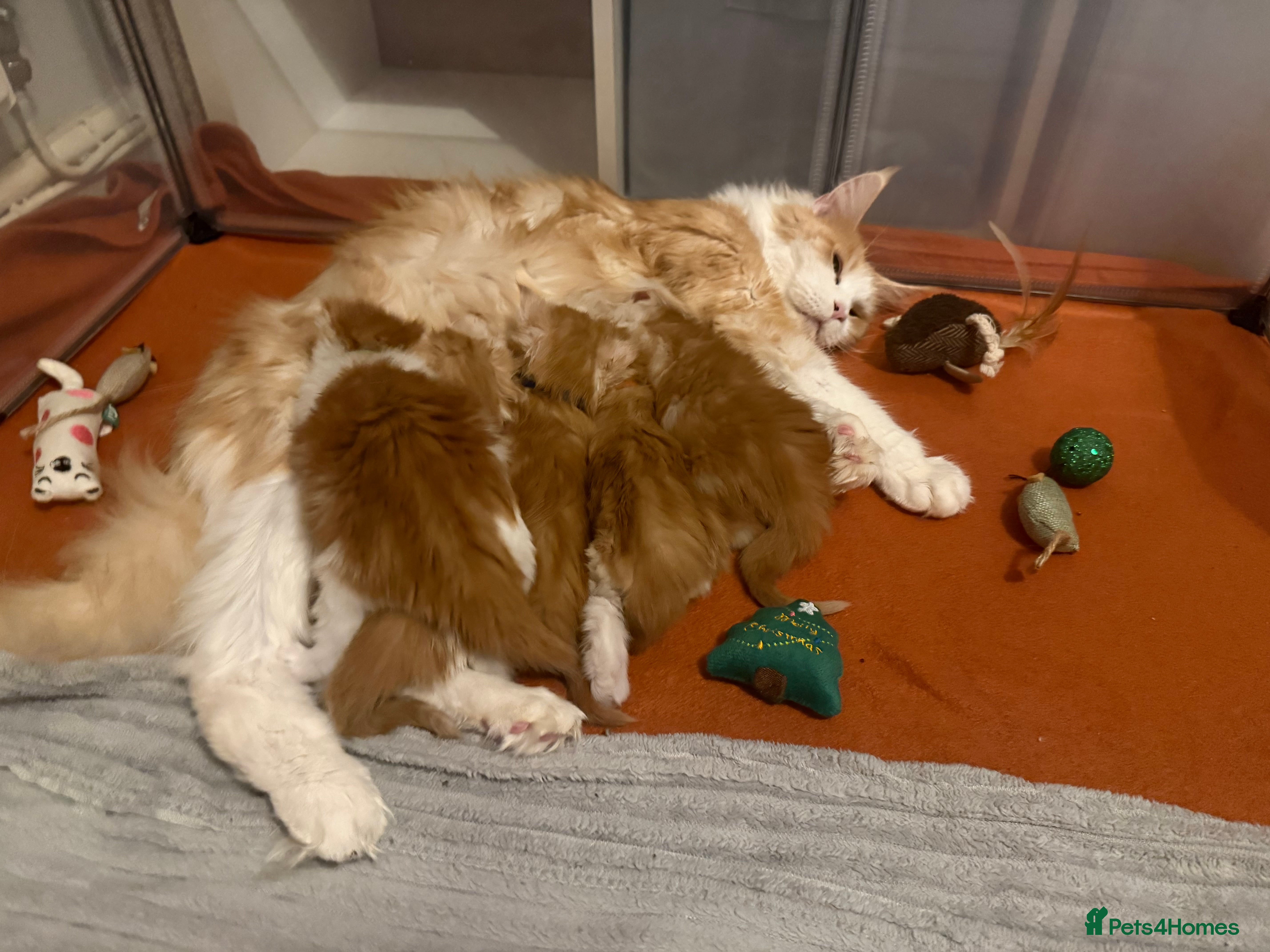 Maine Coon cats Maine coon kittens reds stunning pedigree’s  - Advert 1