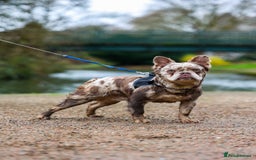 French Bulldog dogs for sale: Stunning fluffy Frenchie boys - Image 6