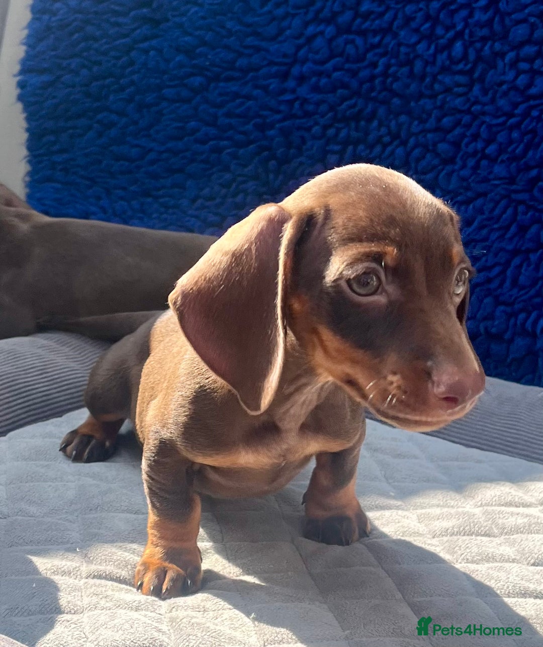 Miniature Dachshund dogs for sale: READY NOW  MINI DAXIS RAINBOW COLOURS PRA KC REG - Image 12