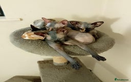 Sphynx cats for sale: 4 female canadian sphynx looking for home - Advert 20