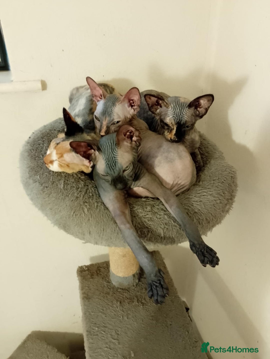 Sphynx cats for sale: 4 female canadian sphynx looking for home - Advert 20