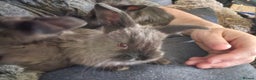 Mixed Breed rabbits for sale: Beautiful 7 week old French lop/lionhead bunnies - Advert 4