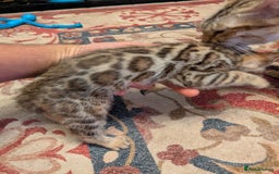 Bengal cats for sale: 7 Beautiful kittens are looking for a forever home - Image 4