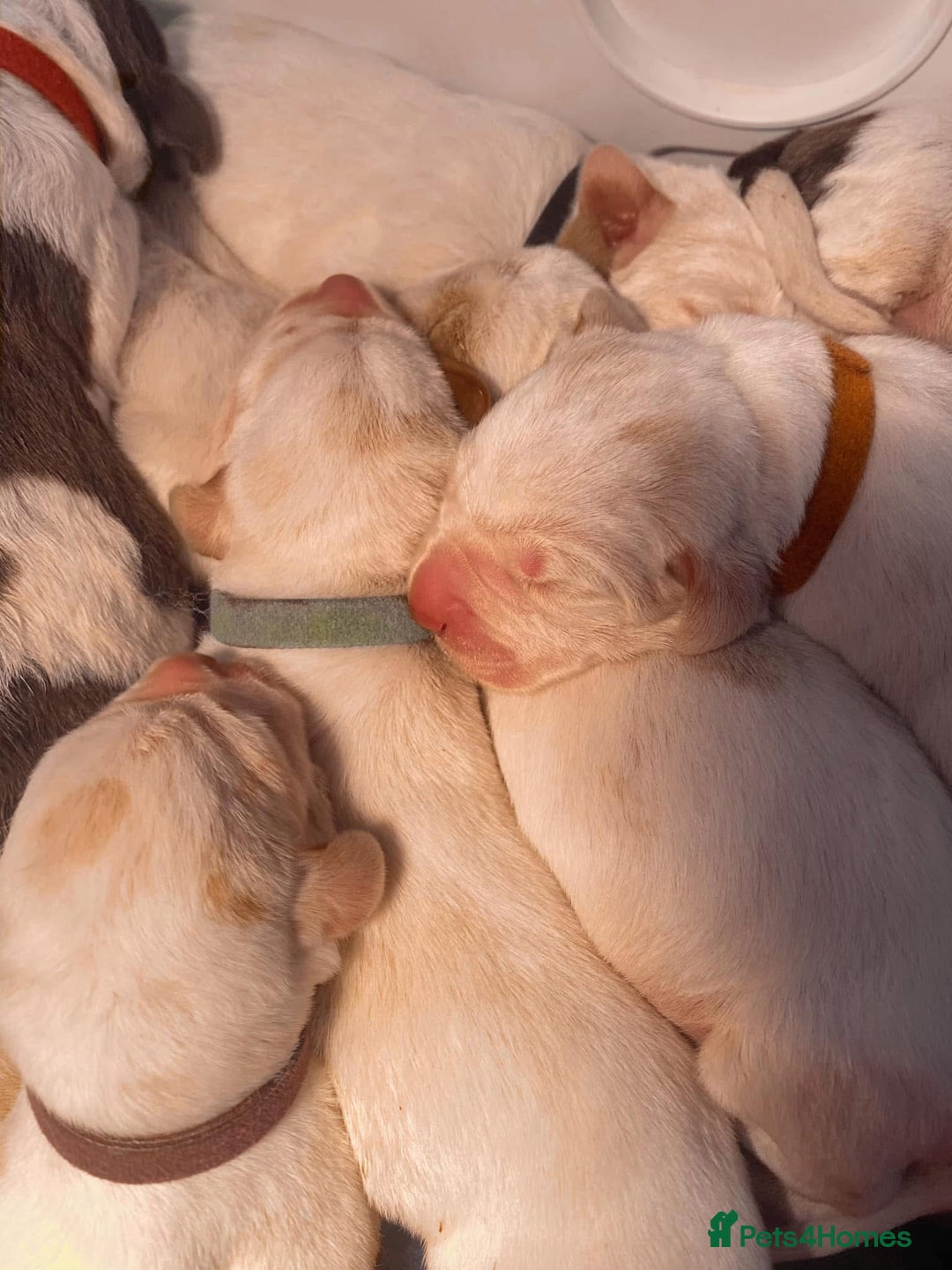 Italian Spinone dogs for sale: ITALIAN SPINONE WAITING LIST OPEN -DUE OCT - Image 5