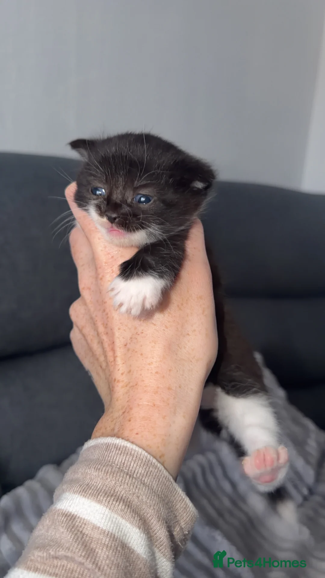 British Shorthair cats for sale: Ragdoll X British Short Haired  - Advert 3