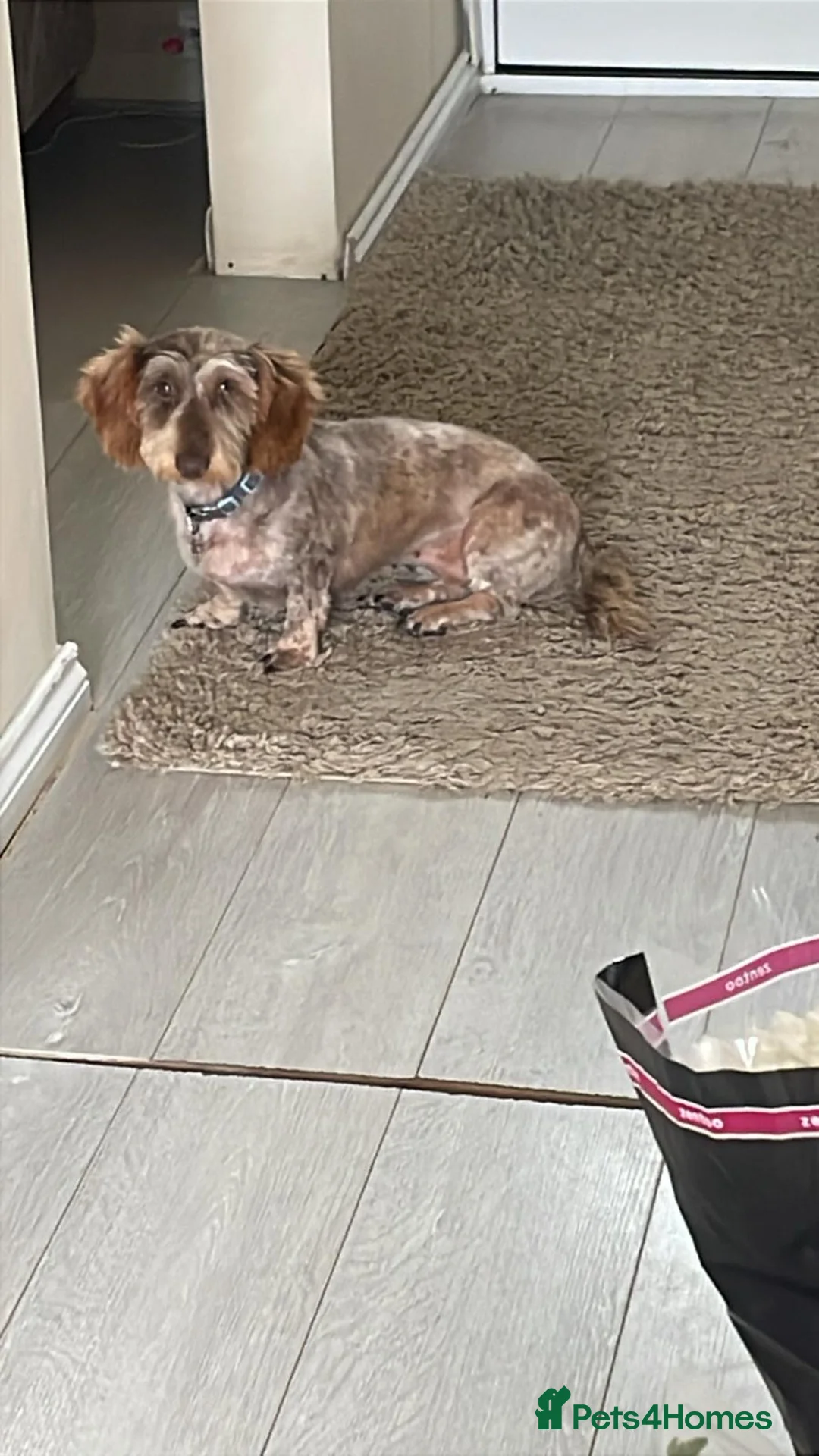 Miniature Dachshund dogs for sale: Beautiful Teckle puppies (Wire Hair Dachshunds) - Advert 4