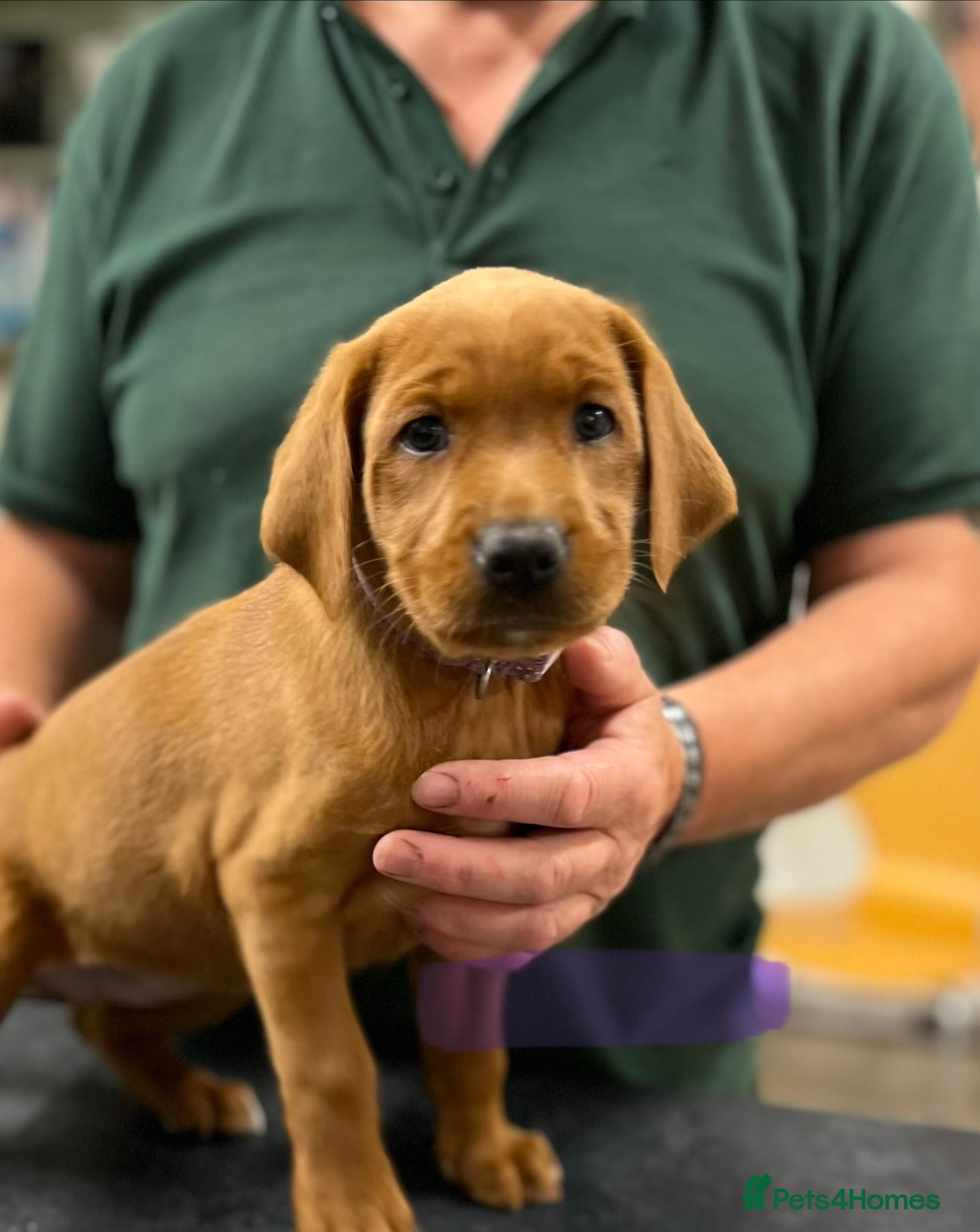 Labrador Retriever dogs Fully Health Tested, Outstanding Dark Red Puppies - Advert 2