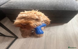 Cockapoo dogs for sale: 1 year old Cockerpoo - Image 3