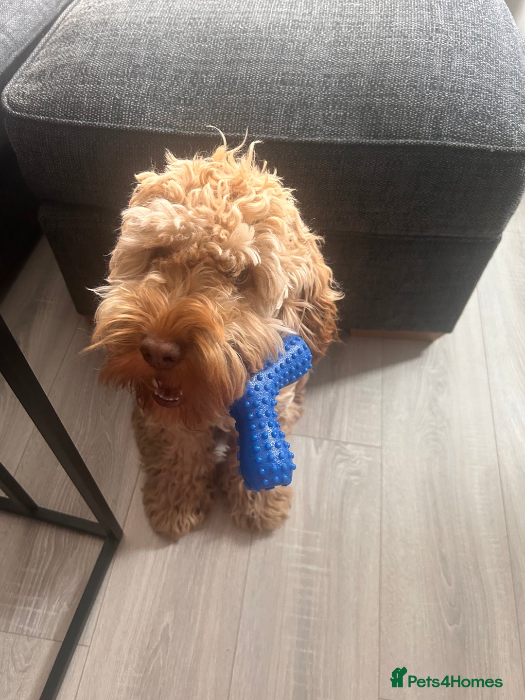 Cockapoo dogs for sale: 1 year old Cockerpoo - Image 3