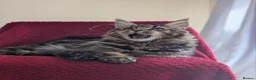 Maine Coon cats for sale: 5 mainne coon kittens  - Advert 7