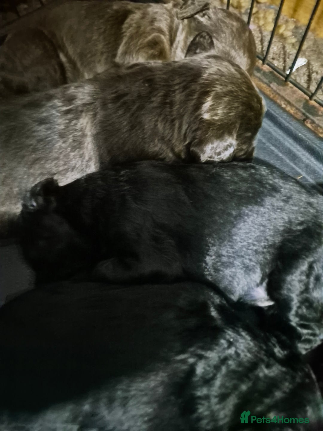 Mixed Breed dogs for sale: Labrador German shepherd - Advert 3