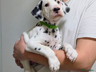 Dalmatian dogs Beautiful litter of 6 Dalmatian Puppies - Advert 2