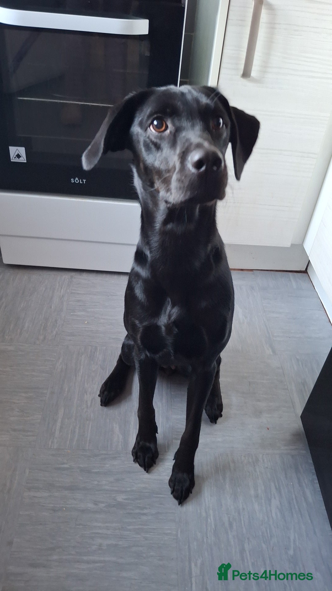 Labrador Retriever dogs for sale: Noelle the 1 year old black labrador  - Image 1