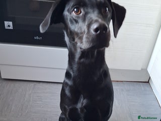 Labrador Retriever dogs for sale - Advert 1