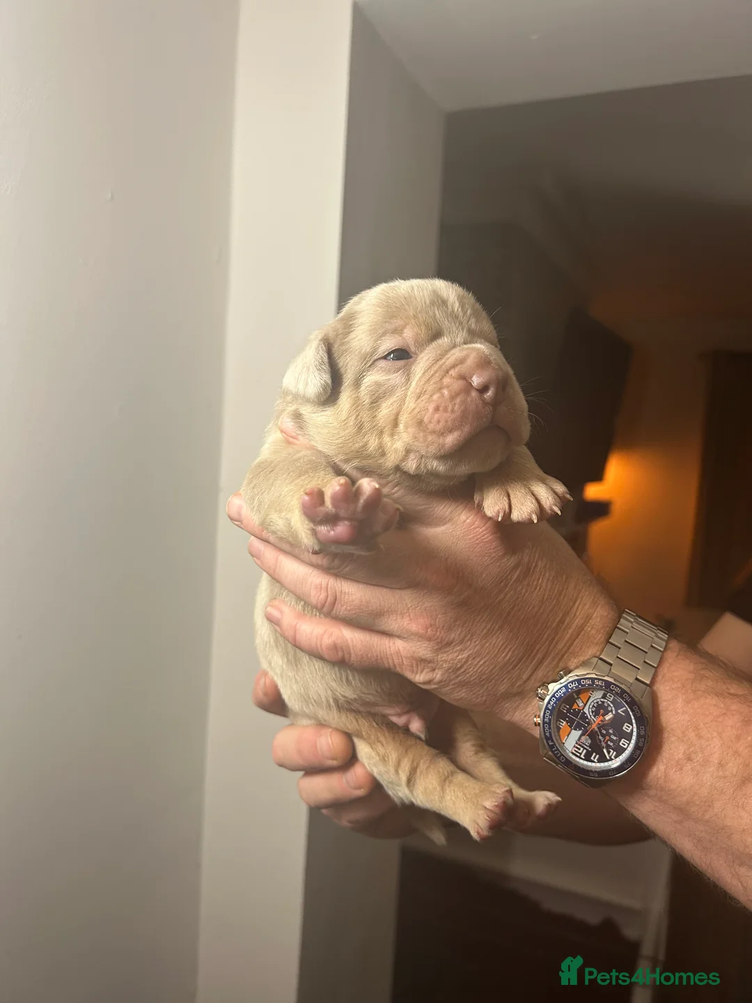 Olde English Bulldogge dogs for sale: 🔥Olde English bulldog puppies 🔥 - Advert 15