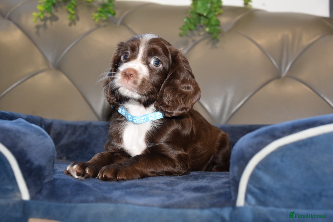 Cocker Spaniel dogs for sale: Kc Reg Health Tested Cocker Spaniel Puppies - Advert 3