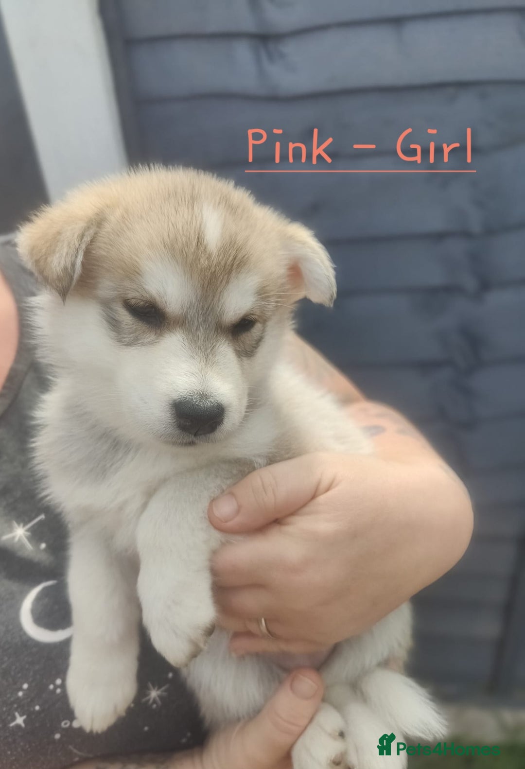 Mixed Breed dogs for sale: Shepsky  - Image 5