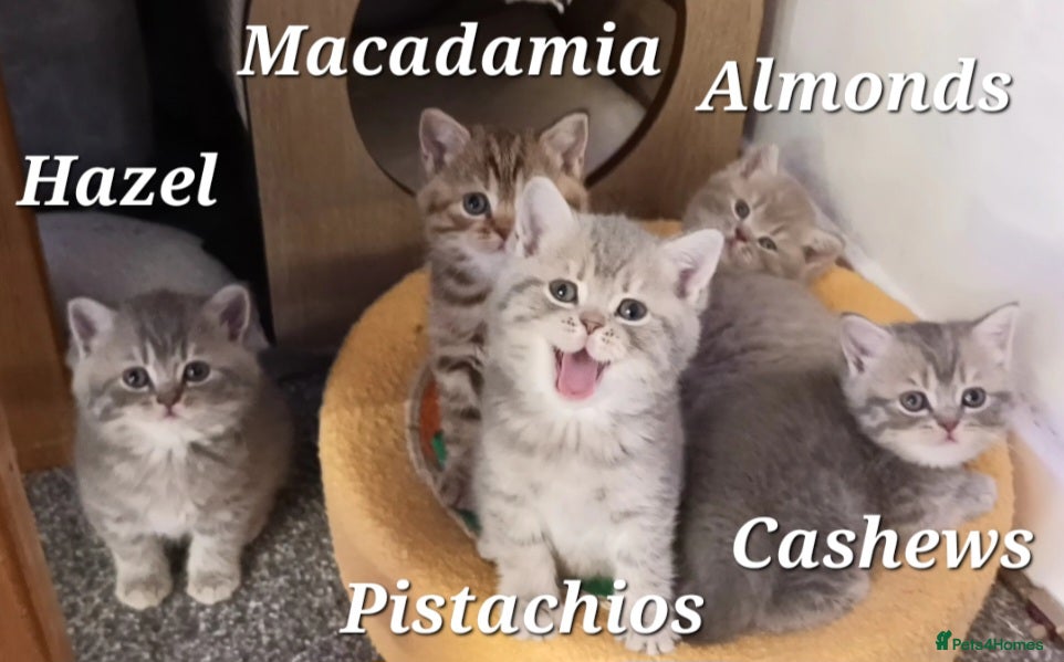 British Shorthair cats Happy boy and Bubbletea girl (British Shorthair) - Advert 2