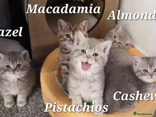 British Shorthair cats Happy boy and Bubbletea girl (British Shorthair) - Advert 2