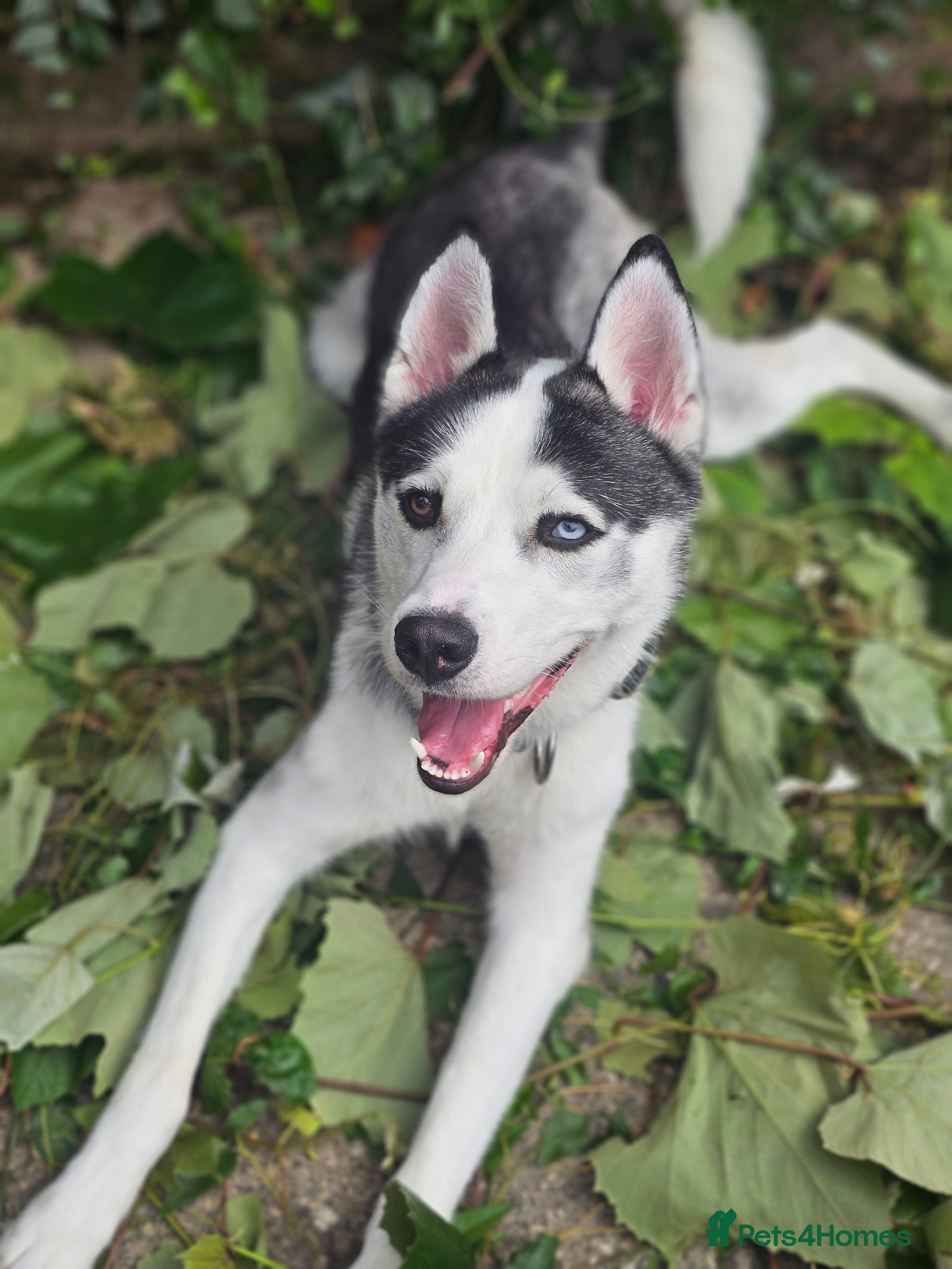Siberian Husky dogs Husky for rehoming  - Advert 16