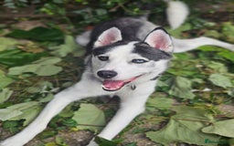 Siberian Husky dogs for sale: Husky for rehoming  - Image 1