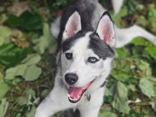 Siberian Husky dogs - Advert 2