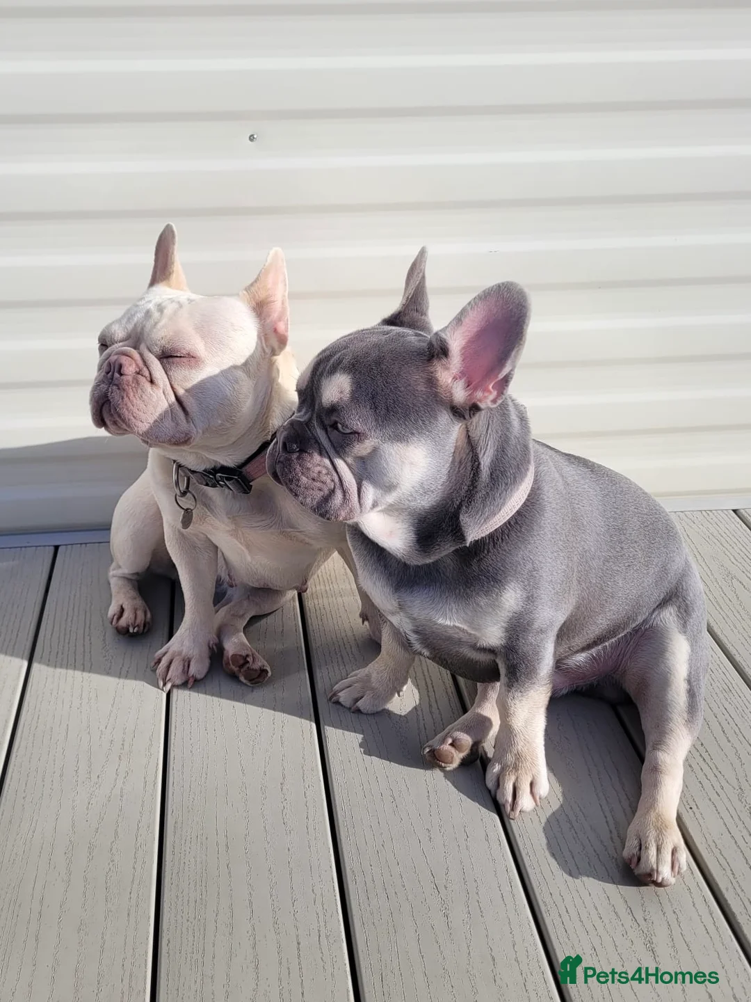 French Bulldog dogs for sale: FRENCH BULLDOG PUPPIES DUE (KC REGISTERED) - Advert 2