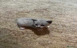 Mixed Breed cats for sale: Kittens for sale - Image 12