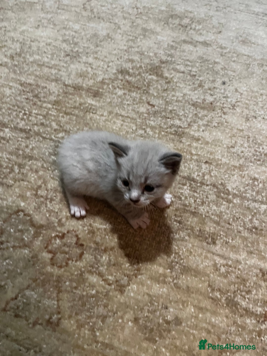 Mixed Breed cats for sale: Kittens for sale - Image 12