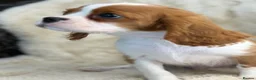 Cavalier King Charles Spaniel dogs for sale: Beautiful cavalier King Charles puppies  - Advert 7