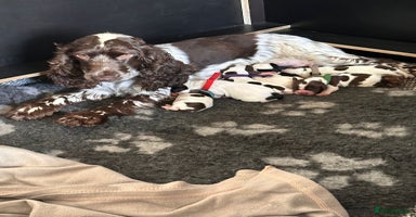 Cocker Spaniel dogs - Advert 5