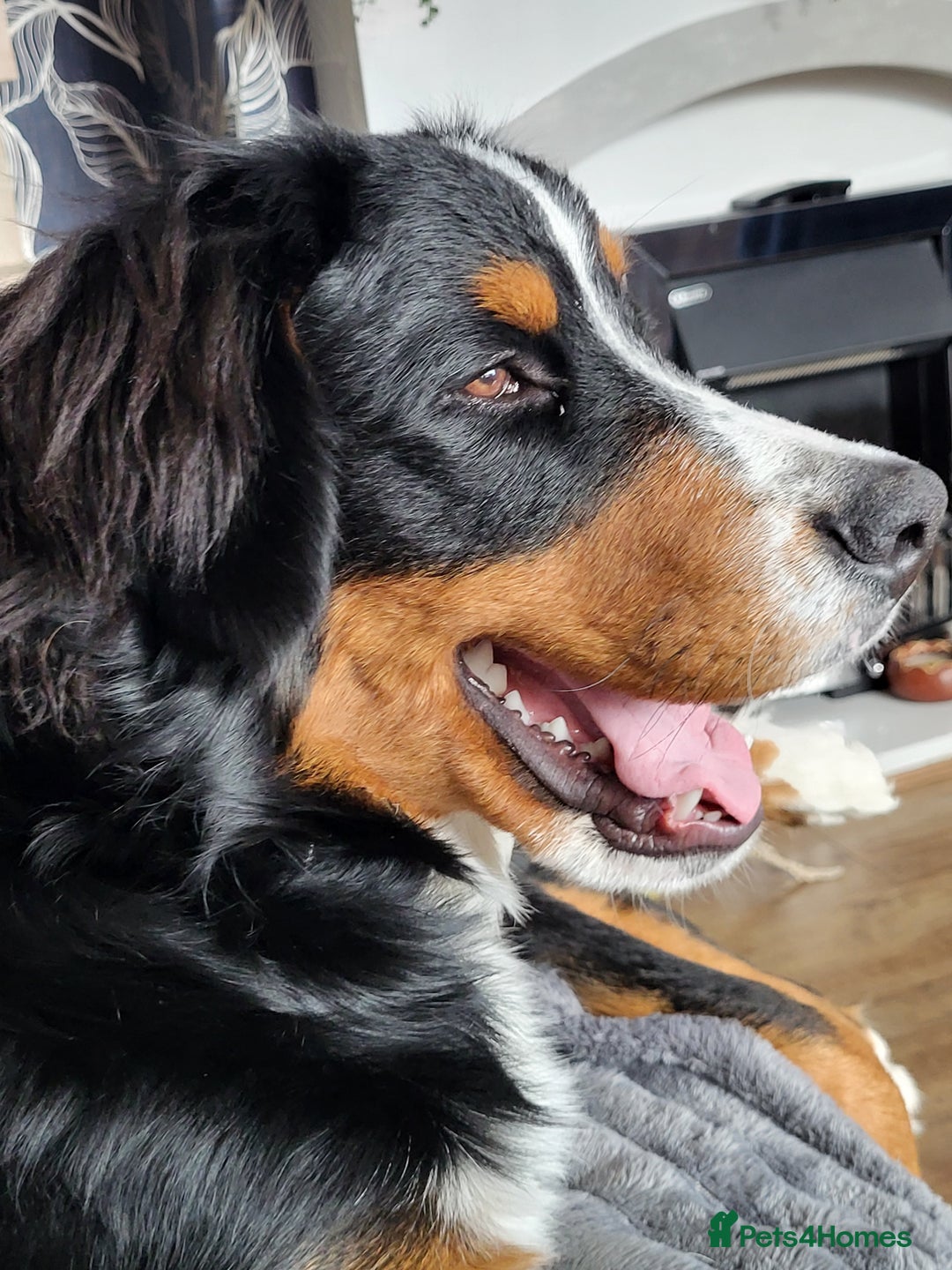 Bernese Mountain Dog dogs for sale: Bernese mountain dog  - Image 4