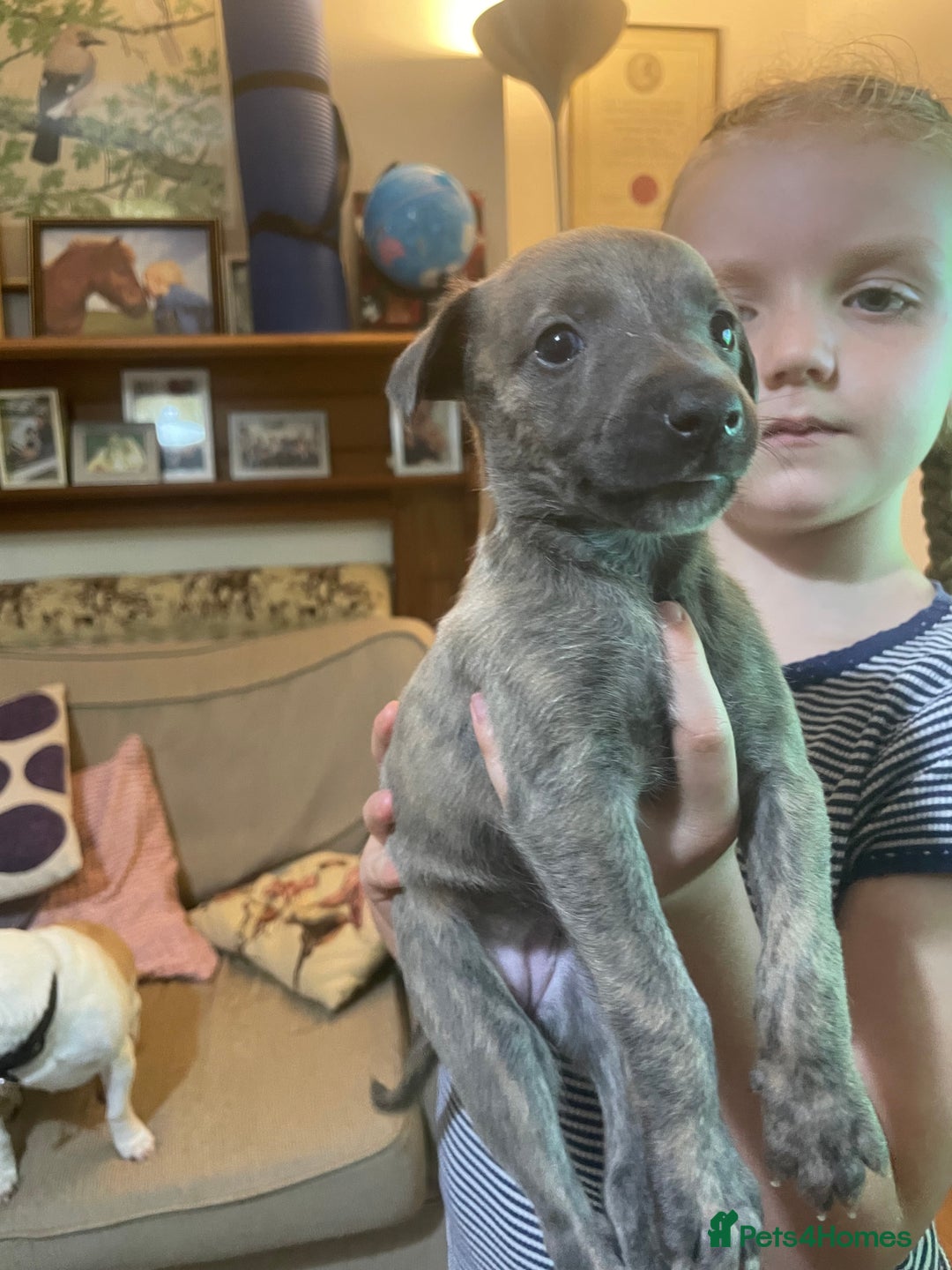 Whippet dogs for sale: Adorable home bred KC whippets - Image 26
