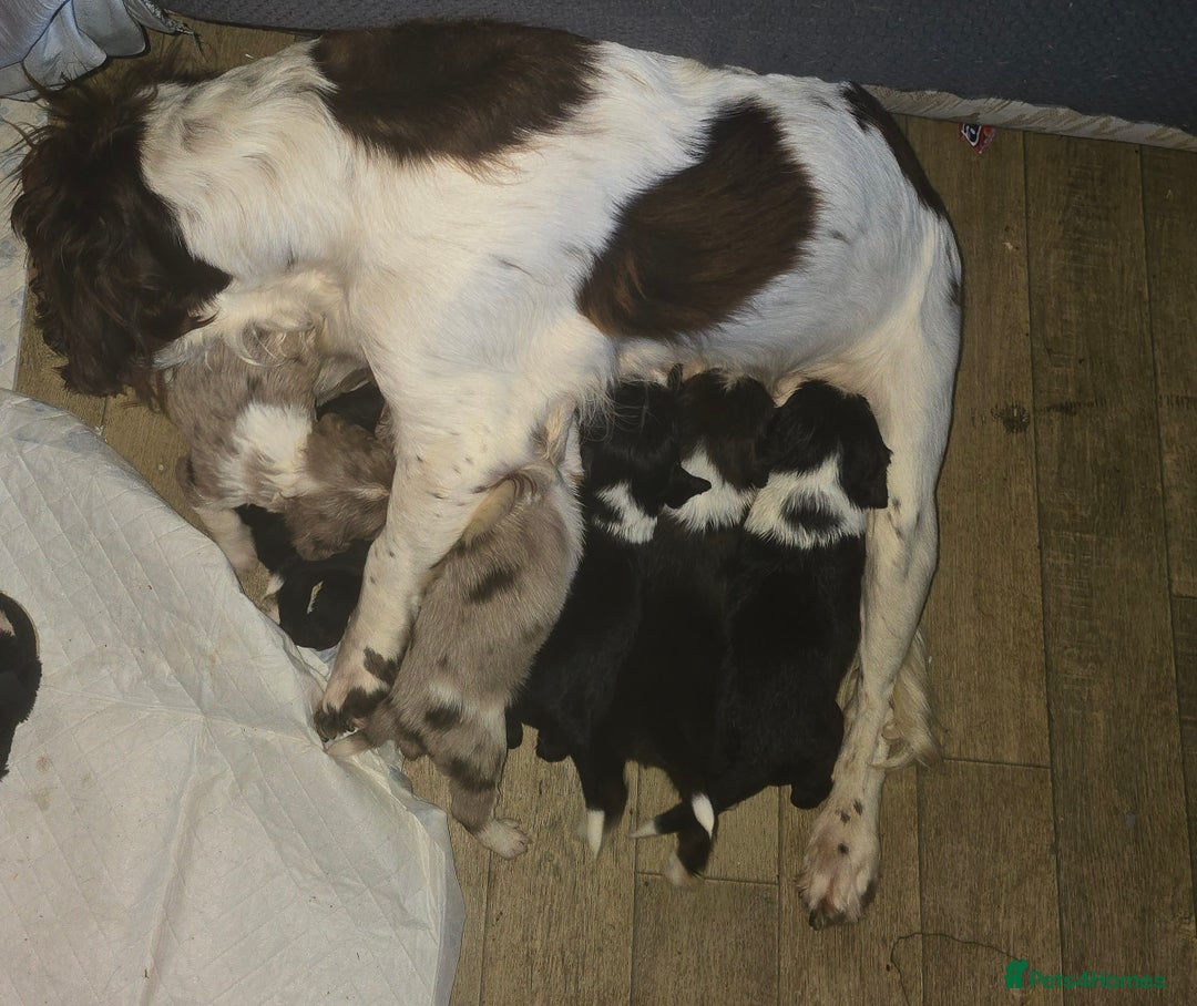 Mixed Breed dogs for sale: Beautifull sprollie pups - Advert 6