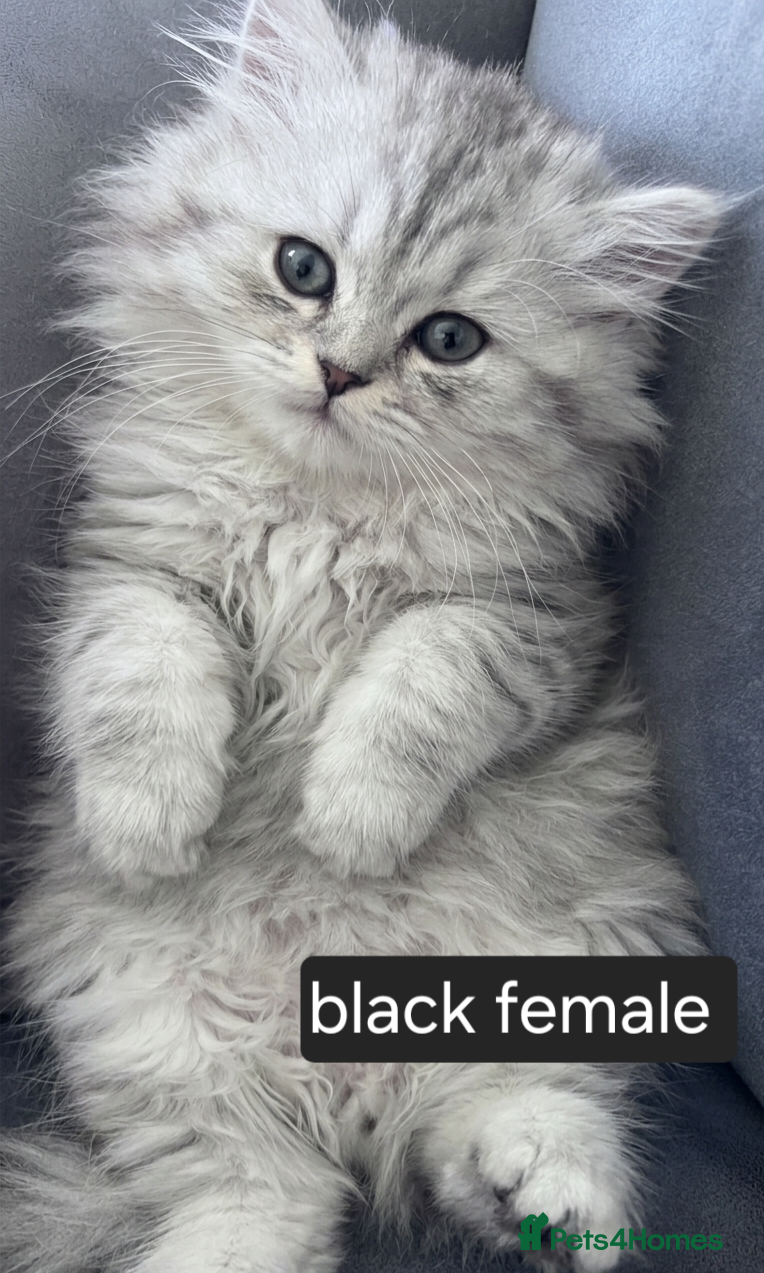 Persian cats for sale: Persian chinchilla  in Glasgow - Advert 6